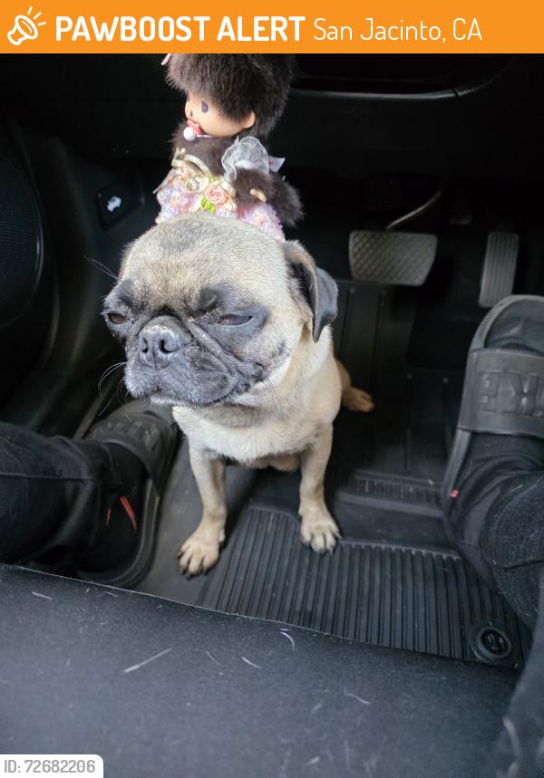 Found/Stray Female Dog last seen San jancinto and Diana, San Jacinto, CA 92583