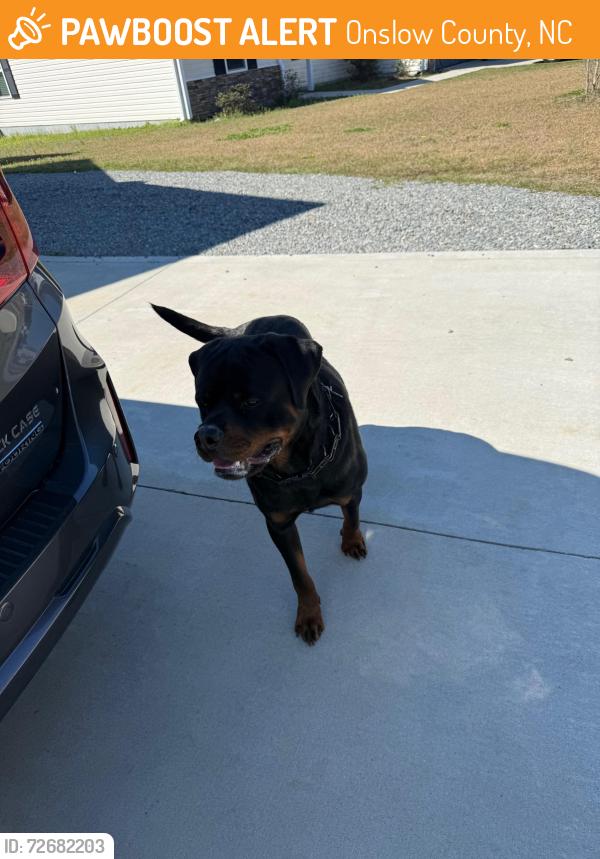 Found/Stray Male Dog last seen Justice road, Onslow County, NC 28540