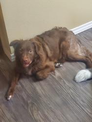 Lost Male Dog last seen Near south Taylor Ave belle missourrie, Belle, MO 65013