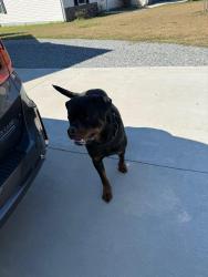 Found/Stray Male Dog last seen Justice road, Onslow County, NC 28540
