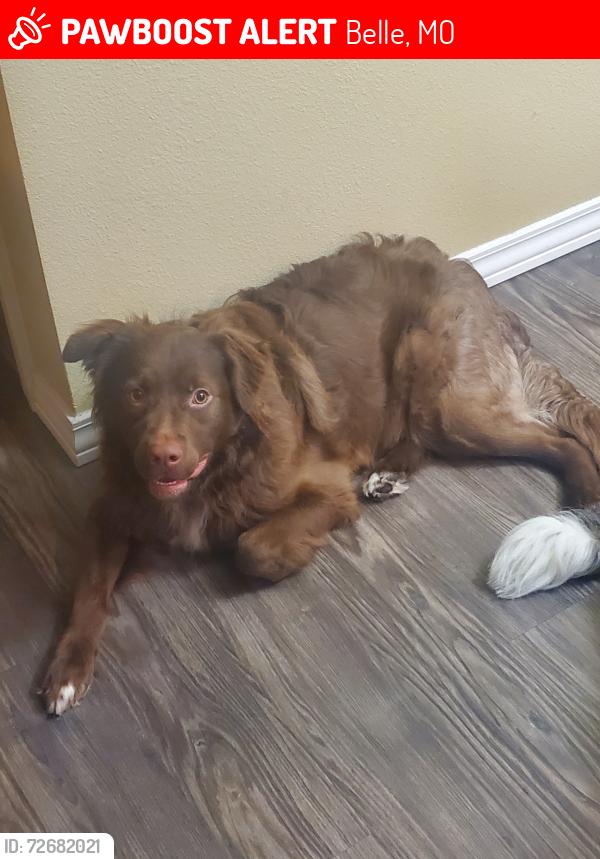 Lost Male Dog last seen Near south Taylor Ave belle missourrie, Belle, MO 65013
