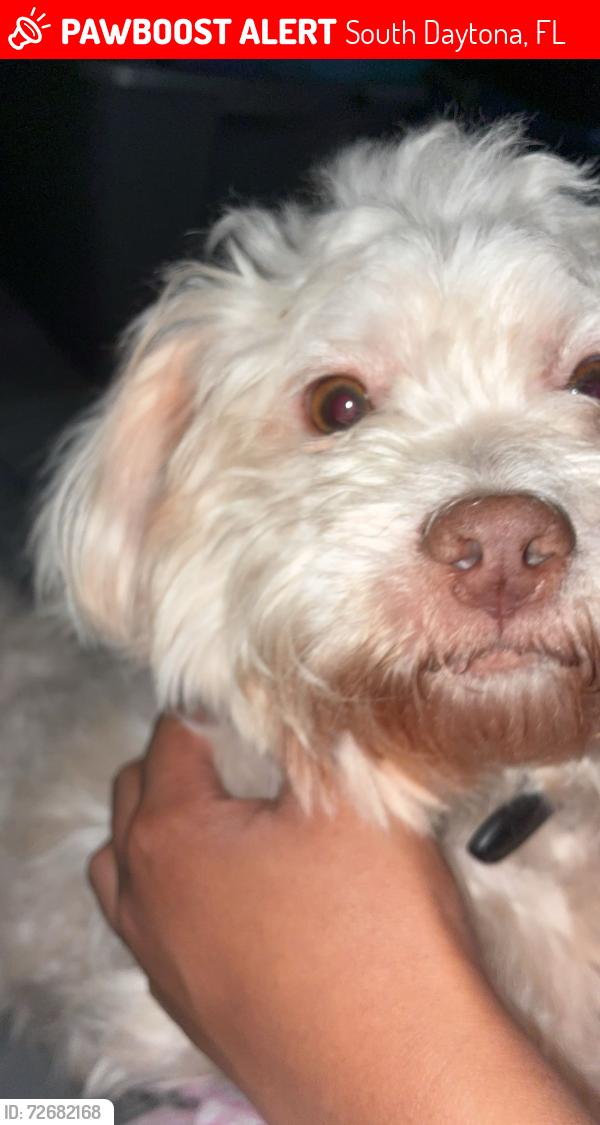 Lost Male Dog last seen Going down south ridgewood , South Daytona, FL 32119