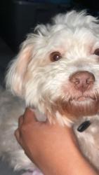 Lost Male Dog last seen Going down south ridgewood , South Daytona, FL 32119