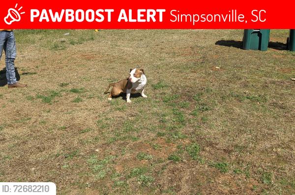 Lost Female Dog last seen Spinx on standing springs, Simpsonville, SC 29680