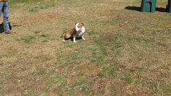 Lost Female Dog last seen Spinx on standing springs, Simpsonville, SC 29680