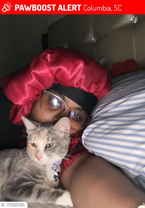 Lost Female Cat last seen Washington st , Columbia, SC 29204