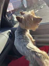 Found/Stray Male Dog last seen Iowa ave , Grand Terrace, CA 92313