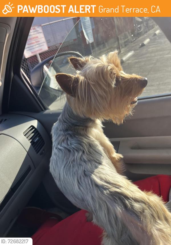 Found/Stray Male Dog last seen Iowa ave , Grand Terrace, CA 92313