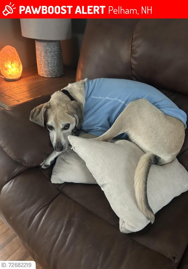 Lost Male Dog last seen Valley Hill Rd, Pelham, NH 03076
