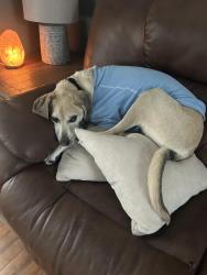 Lost Male Dog last seen Valley Hill Rd, Pelham, NH 03076