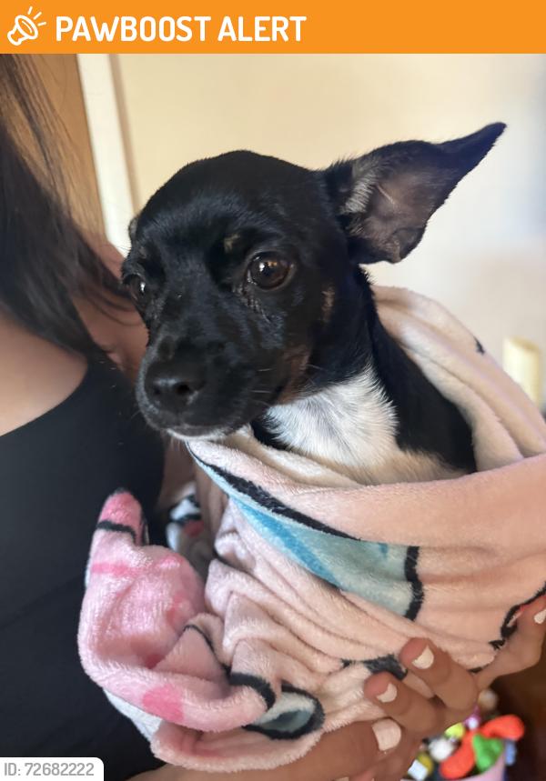Found/Stray Unknown Dog last seen Fourth street and Riverridge fort Myers shore, Fort Myers Shores, FL 33905