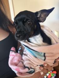 Found/Stray Unknown Dog last seen Fourth street and Riverridge fort Myers shore, Fort Myers Shores, FL 33905