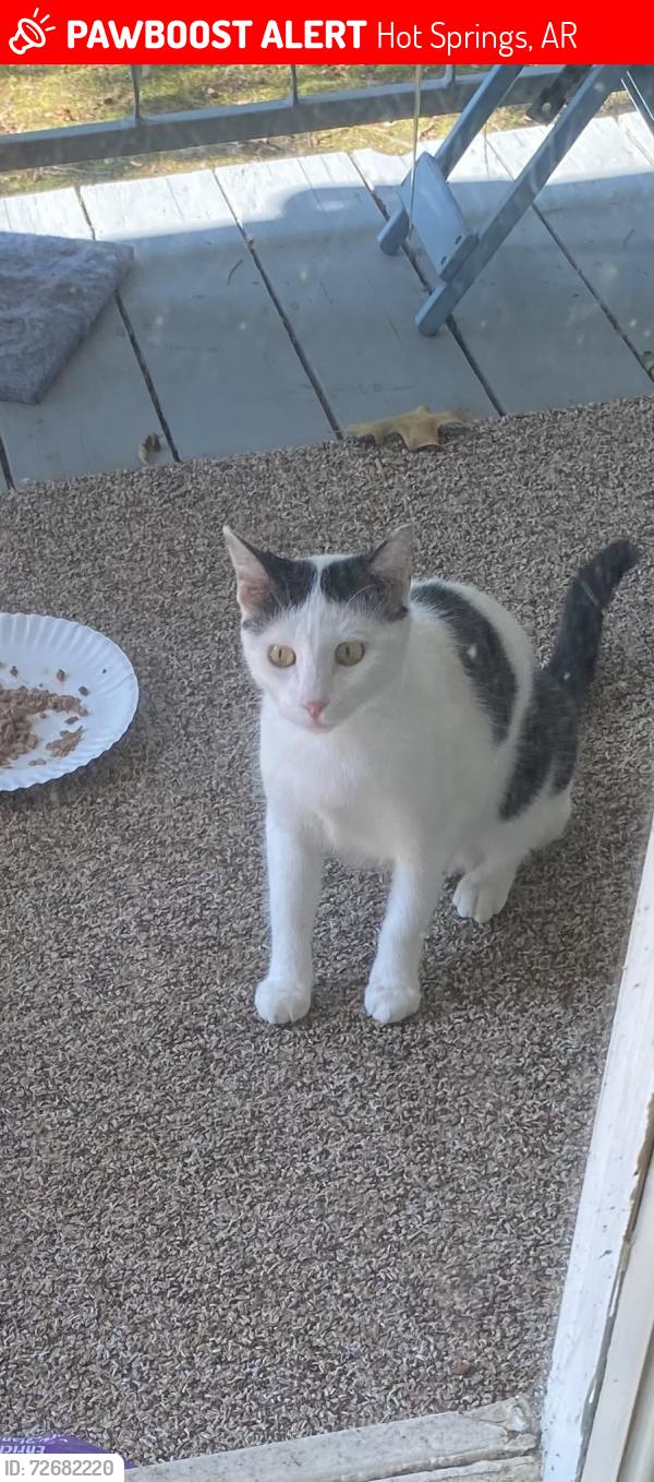 Lost Female Cat last seen Lakeshore, Hot Springs, AR 71913