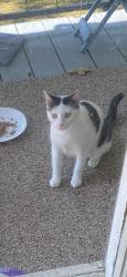Lost Female Cat last seen Lakeshore, Hot Springs, AR 71913