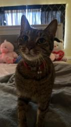 Found/Stray Unknown Cat last seen Near NW 36th St Miami, FL  33142 United States, Miami, FL 33142