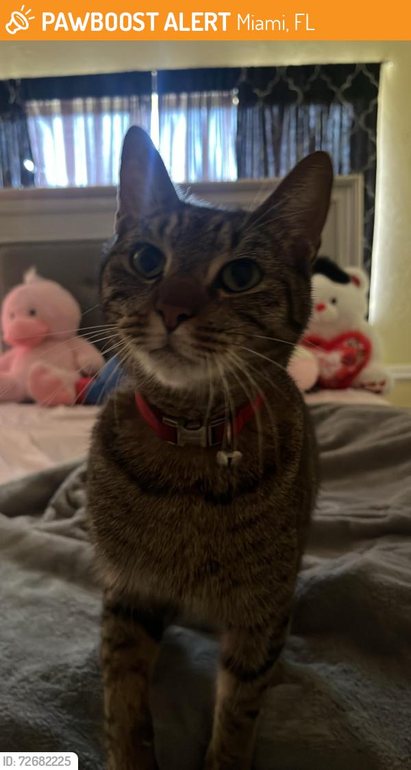Found/Stray Unknown Cat last seen Near NW 36th St Miami, FL  33142 United States, Miami, FL 33142