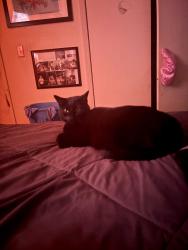 Lost Female Cat last seen Bluff creek rd, Oklahoma City, OK 73162