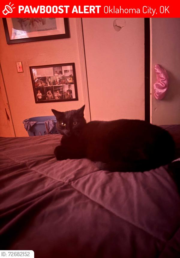 Lost Female Cat last seen Bluff creek rd, Oklahoma City, OK 73162