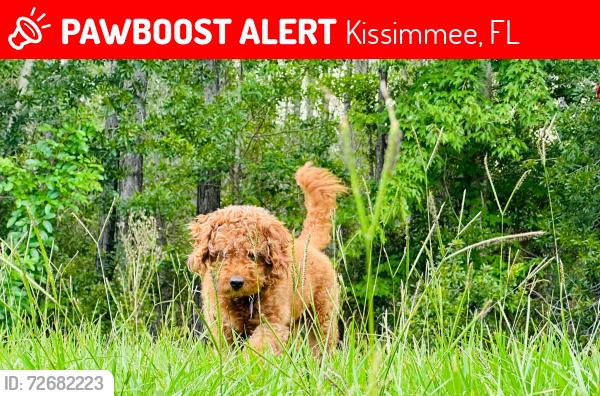 Lost Male Dog last seen FL 34744 is Boggy Creek Rd (Hwy 527A), Kissimmee, FL 34744