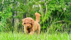 Lost Male Dog last seen FL 34744 is Boggy Creek Rd (Hwy 527A), Kissimmee, FL 34744