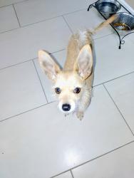 Lost Male Dog last seen Near & TC Jester Wind Rose Subdivision, Spring, TX 77379