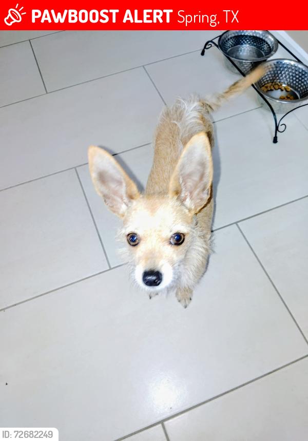 Lost Male Dog last seen Near & TC Jester Wind Rose Subdivision, Spring, TX 77379