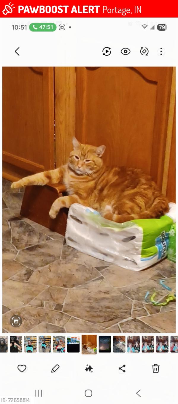 Lost Male Cat last seen Camelot mannor county line road gazebos he lives at Ingram mannor, Portage, IN 46368