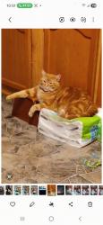 Lost Male Cat last seen Camelot mannor county line road gazebos he lives at Ingram mannor, Portage, IN 46368