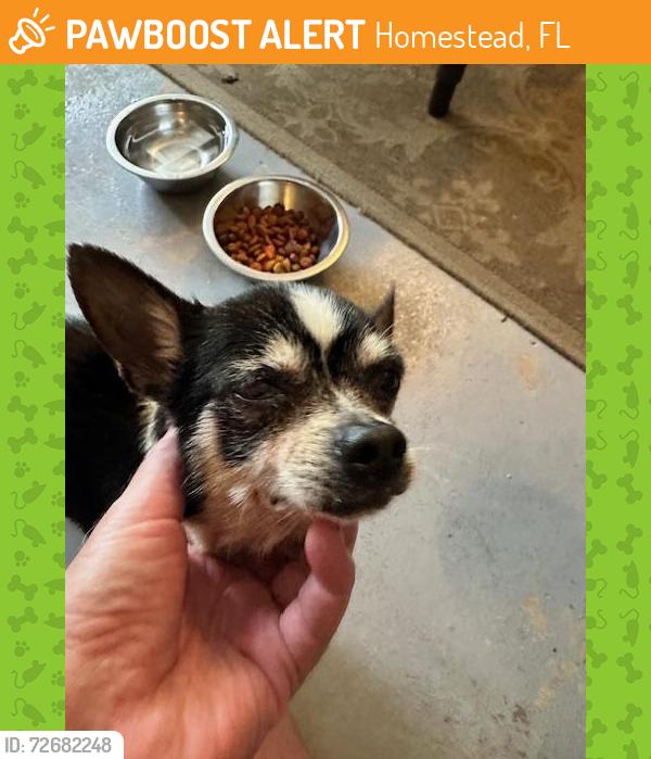 Found/Stray Male Dog last seen SW 344 Street and SW 214 Ave., Homestead, FL 33034