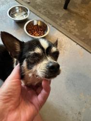 Found/Stray Male Dog last seen SW 344 Street and SW 214 Ave., Homestead, FL 33034