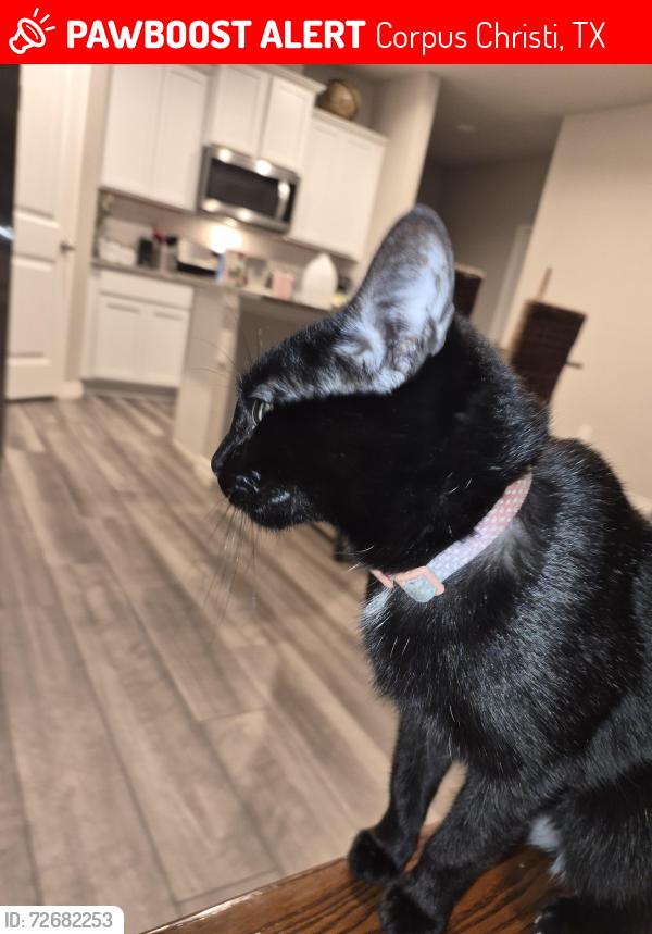 Lost Female Cat last seen Thames chase dr. London towne corpus christi TX, Corpus Christi, TX 78415