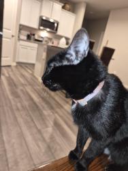 Lost Female Cat last seen Thames chase dr. London towne corpus christi TX, Corpus Christi, TX 78415