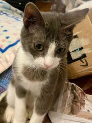 Lost Male Cat last seen Planned Pethood and Brook Manor Dr, Wesley Chapel, FL 33543