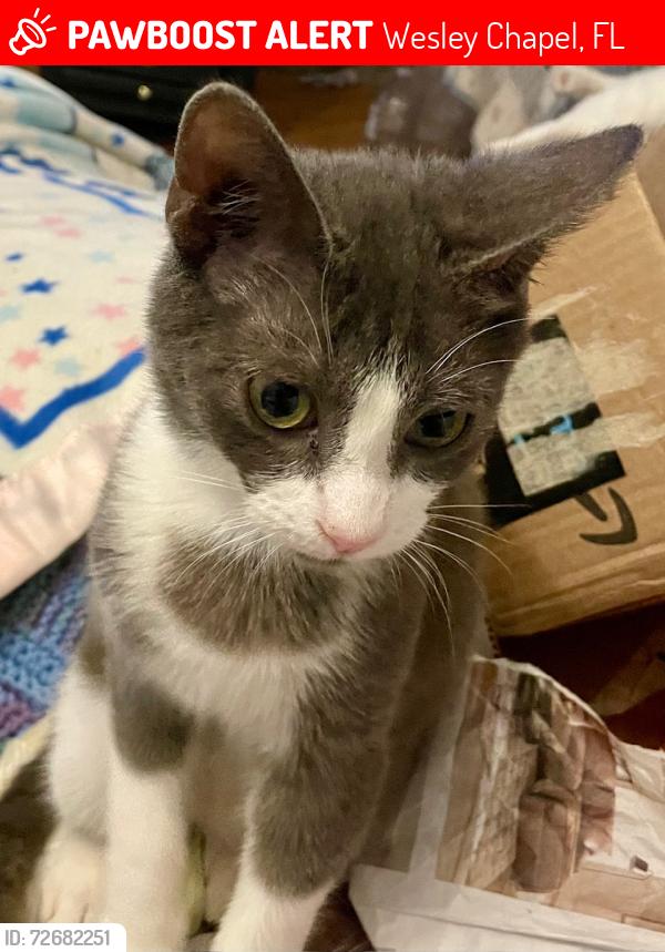 Lost Male Cat last seen Planned Pethood and Brook Manor Dr, Wesley Chapel, FL 33543