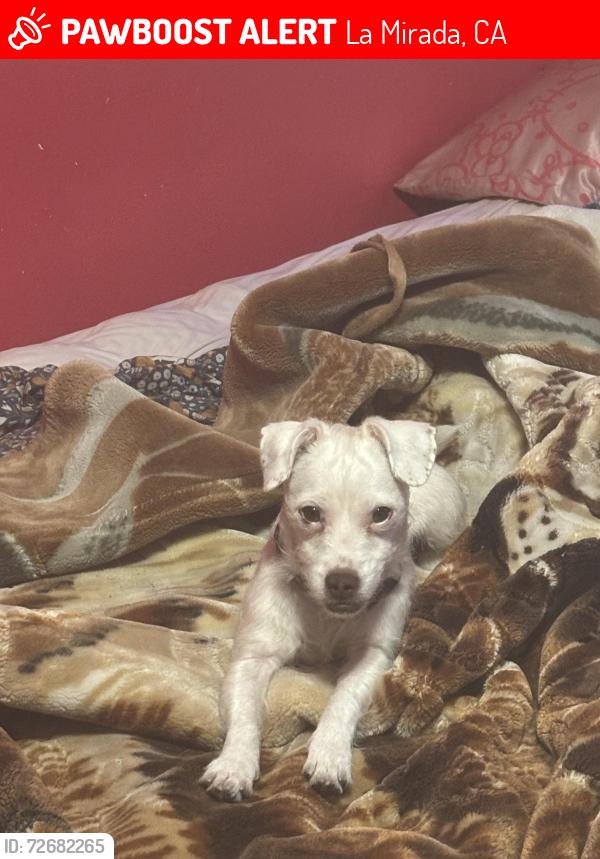 Lost Female Dog last seen Escalona?, La Mirada, CA 90638