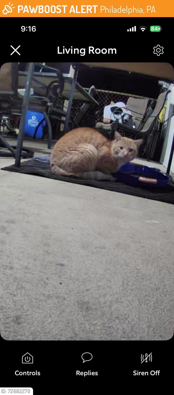 Found/Stray Unknown Cat last seen Near , Philadelphia, PA 19154