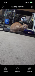 Found/Stray Unknown Cat last seen Near , Philadelphia, PA 19154