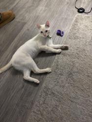 Lost Male Cat last seen Mcdowell, Phoenix, AZ 85008