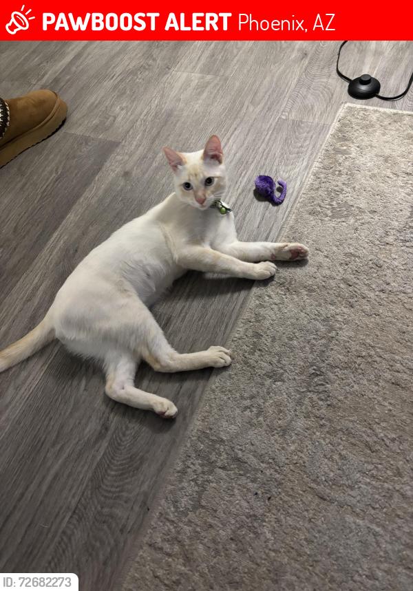Lost Male Cat last seen Mcdowell, Phoenix, AZ 85008