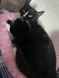 Lost Male Cat last seen Lancaster Dr, Salem, OR 97305