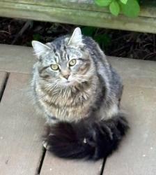Found/Stray Unknown Cat last seen Dixie Trail and O'Berry, Raleigh, NC 27607