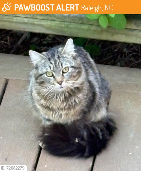Found/Stray Unknown Cat last seen Dixie Trail and O'Berry, Raleigh, NC 27607
