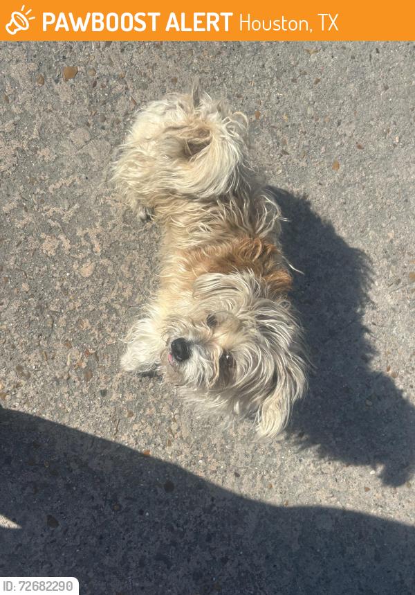Found/Stray Male Dog last seen Cordoba Dr Houston, TX  77038 United States, Houston, TX 77088