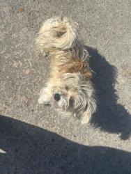 Found/Stray Male Dog last seen Cordoba Dr Houston, TX  77038 United States, Houston, TX 77088