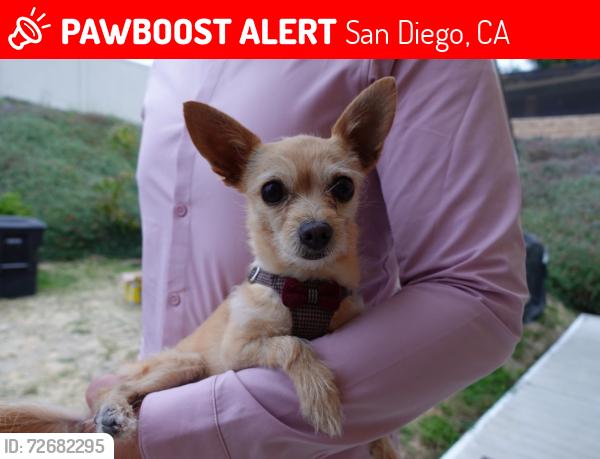 Lost Female Dog last seen Keen Street, Parkside Park , San Diego, CA 92139