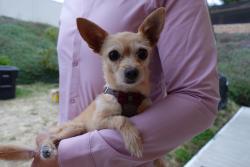 Lost Female Dog last seen Keen Street, Parkside Park , San Diego, CA 92139