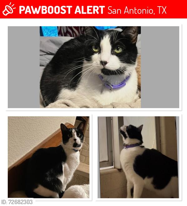 Lost Male Cat last seen Bitters and blanco , San Antonio, TX 78232