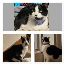 Lost Male Cat last seen Bitters and blanco , San Antonio, TX 78232