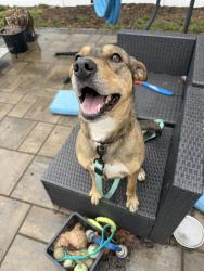 Found/Stray Male Dog last seen Griggs, Grand Rapids, MI 49506