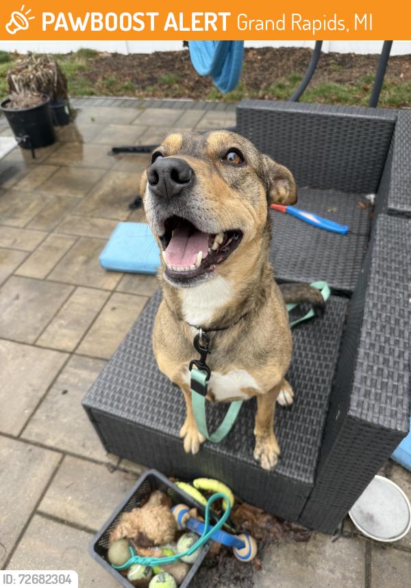 Found/Stray Male Dog last seen Griggs, Grand Rapids, MI 49506